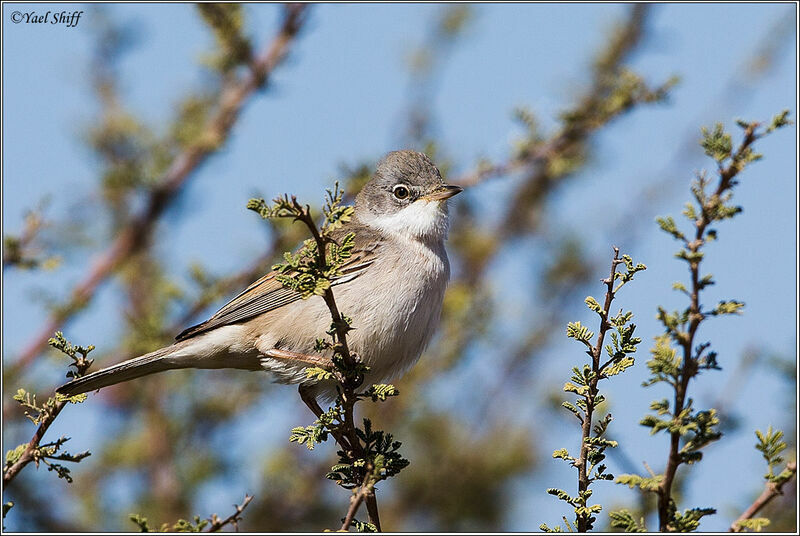 Common Whitethroat