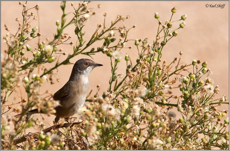 Sardinian Warbler