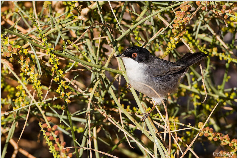 Sardinian Warbler male