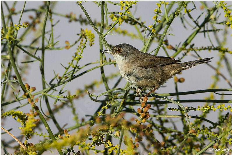 Sardinian Warbler female