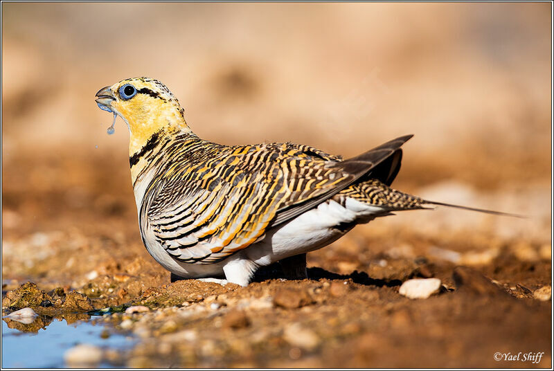 Pin-tailed Sandgrouse female