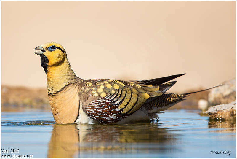 Pin-tailed Sandgrouse male