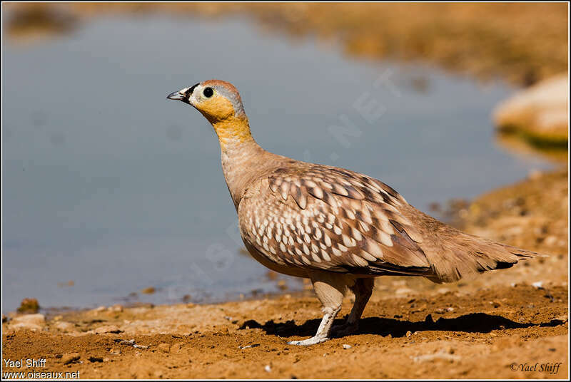 Ganga couronné mâle adulte, identification