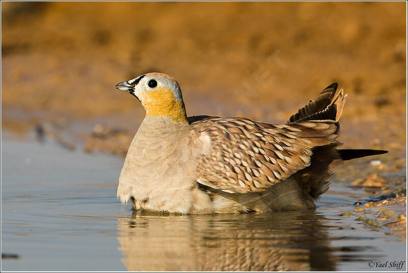 Crowned Sandgrouse