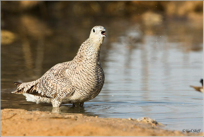 Crowned Sandgrouse