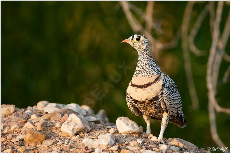 Lichtenstein's Sandgrouse male