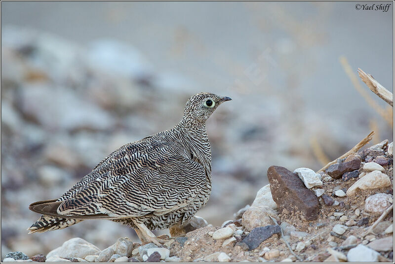 Lichtenstein's Sandgrouse female