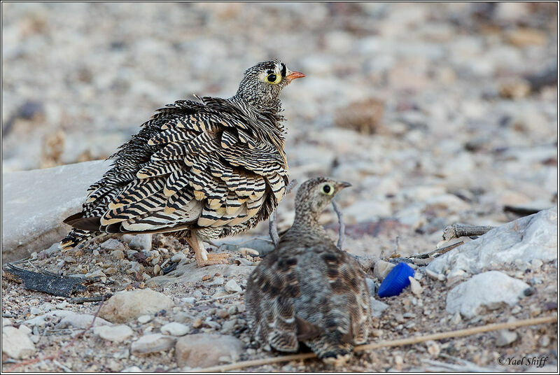 Lichtenstein's Sandgrouse 