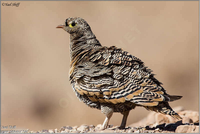 Lichtenstein's Sandgrouse male adult, aspect