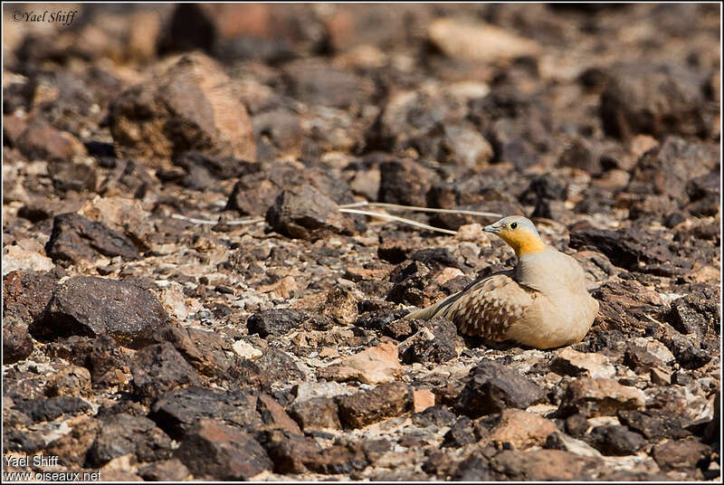 Spotted Sandgrouse male adult, habitat