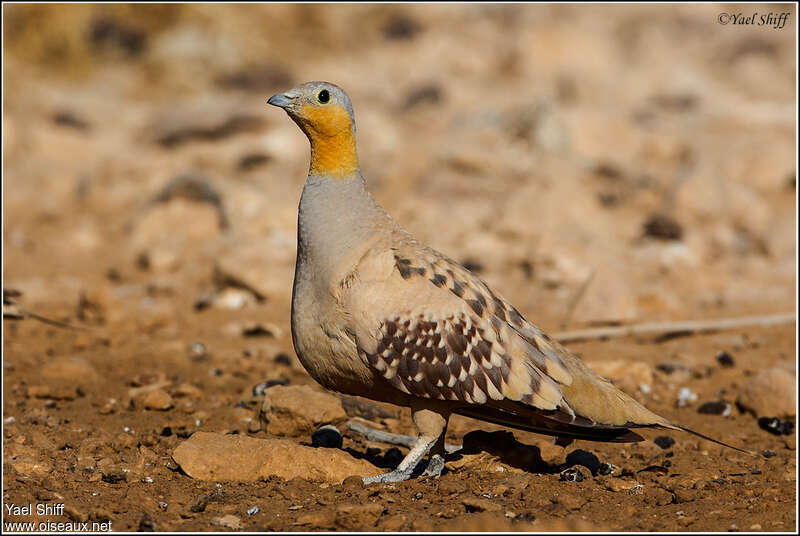 Ganga tacheté mâle adulte, identification