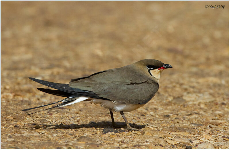 Collared Pratincole