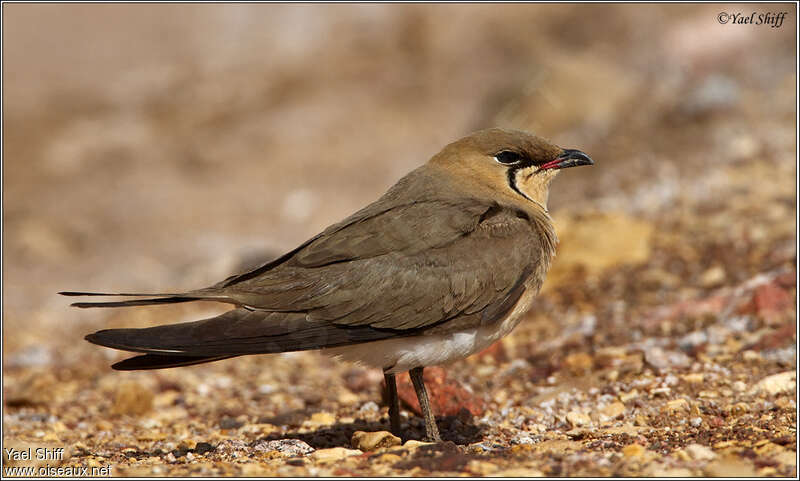 Glaréole à collieradulte, identification