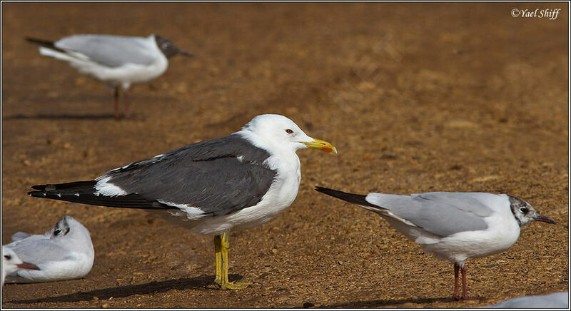 Lesser Black-backed Gull