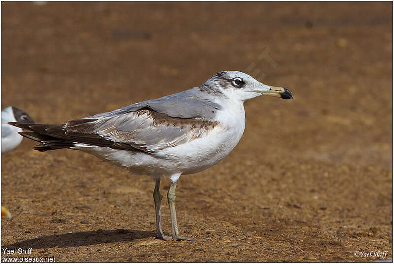 Pallas's GullSecond year, identification