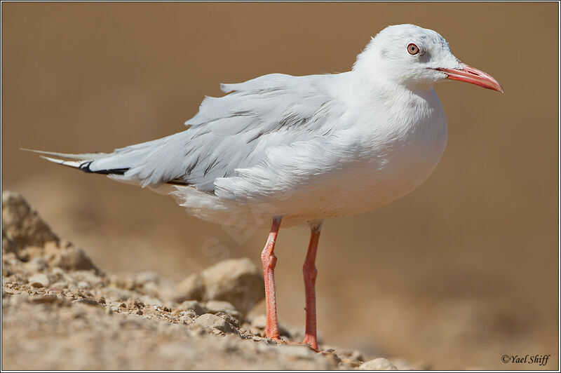 Slender-billed Gull