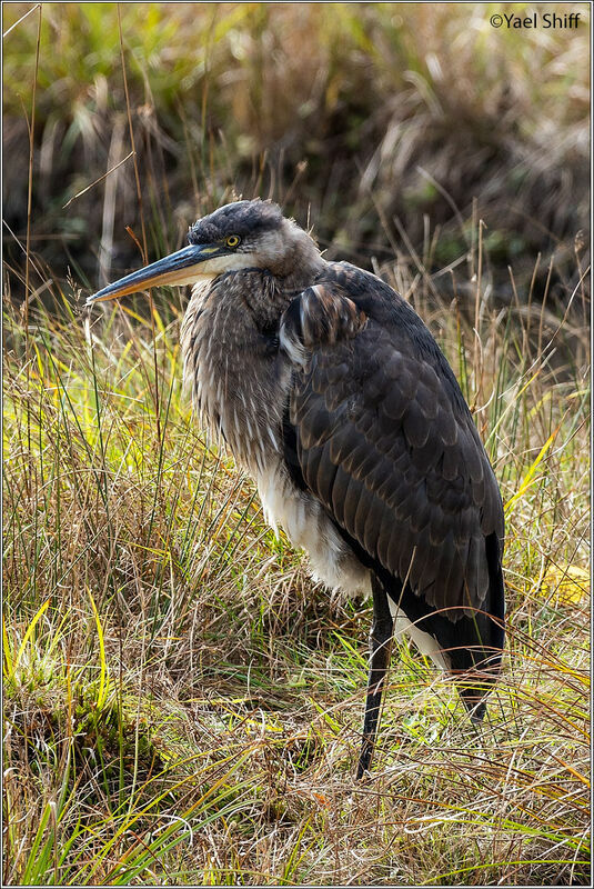 Great Blue Heron