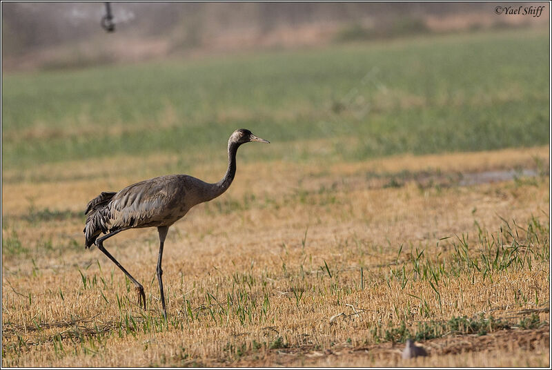 Common Cranejuvenile