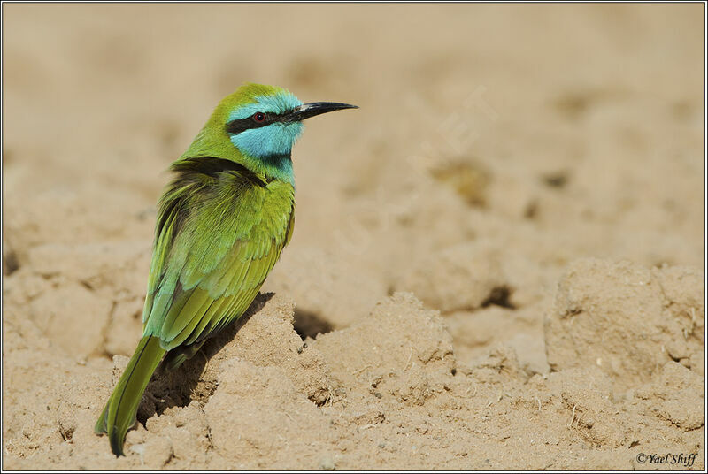 Arabian Green Bee-eateradult, pigmentation