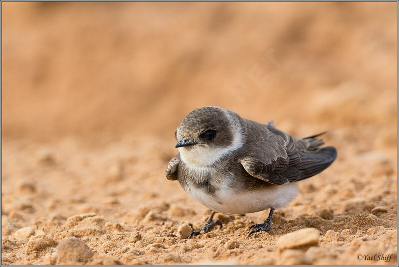 Sand Martin