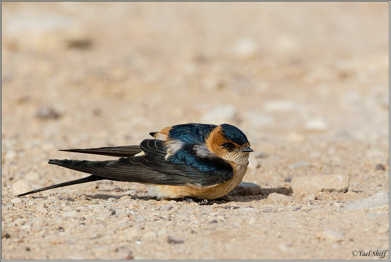 Red-rumped Swallow