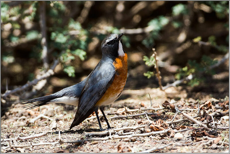 White-throated Robin