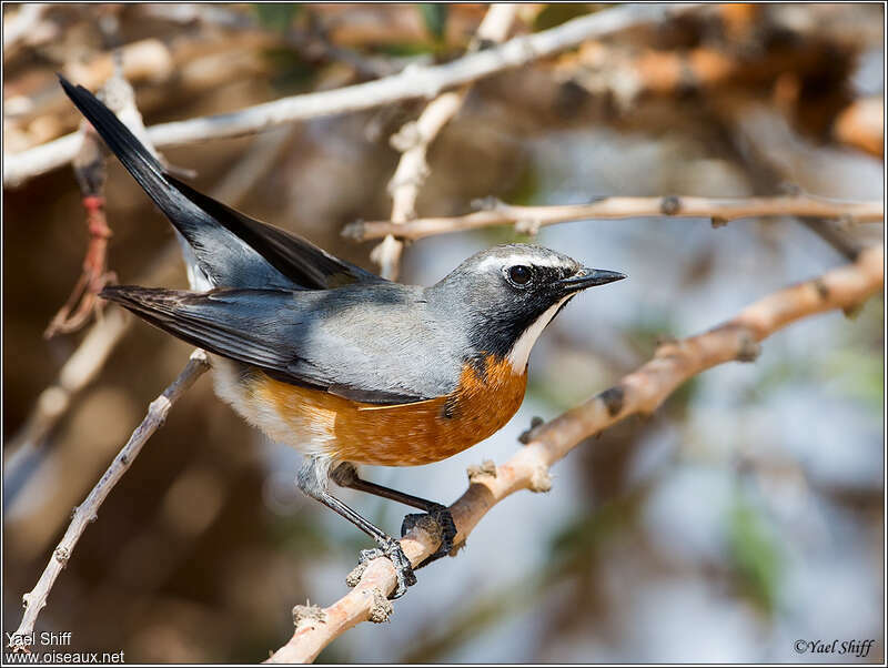 White-throated Robin male adult, Behaviour