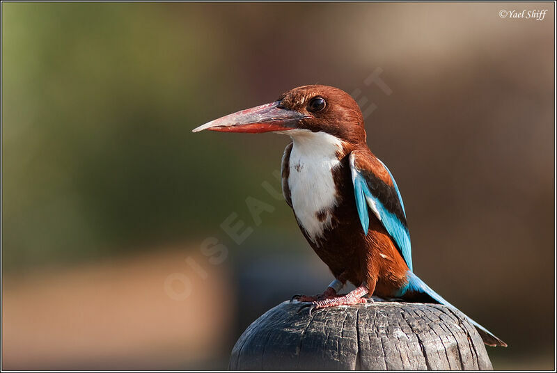 White-throated Kingfisher