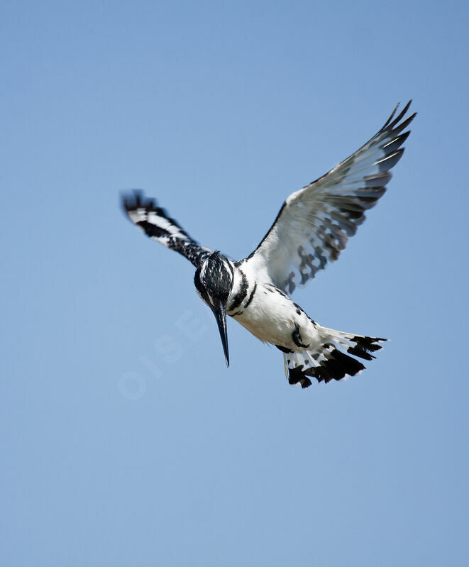 Pied Kingfisher male, Behaviour