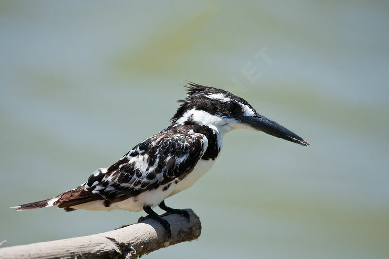 Martin-pêcheur pie femelle, identification