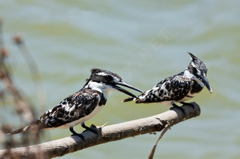 Pied Kingfisher