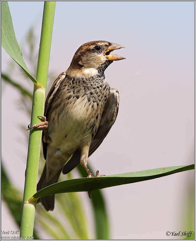 Spanish Sparrow male First year, song