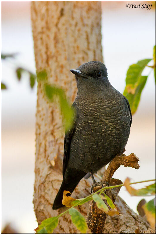 Blue Rock Thrush female