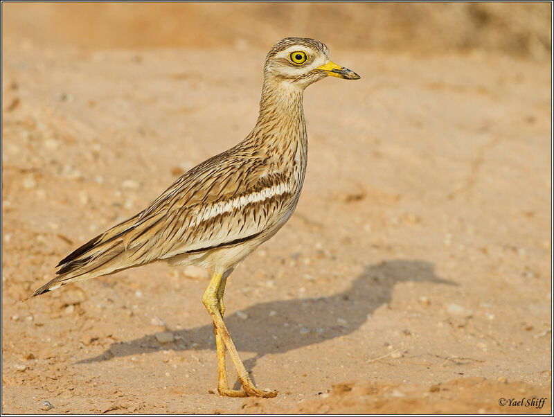 Eurasian Stone-curlew