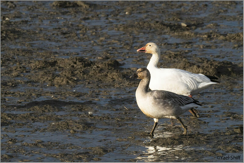 Snow Goose