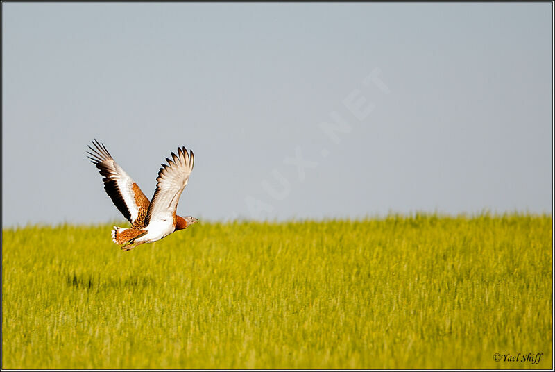 Great Bustard