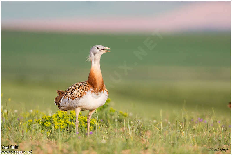 Great Bustard male adult breeding, pigmentation, Behaviour