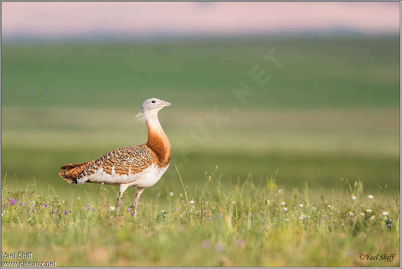 Outarde barbue mâle adulte nuptial, identification