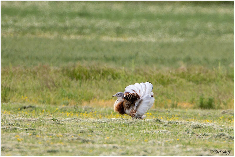 Great Bustard