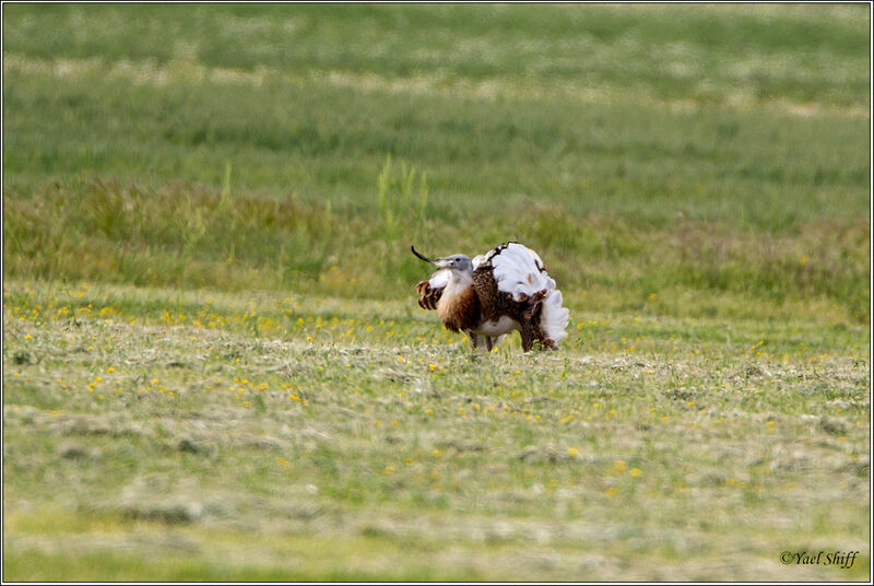 Great Bustard