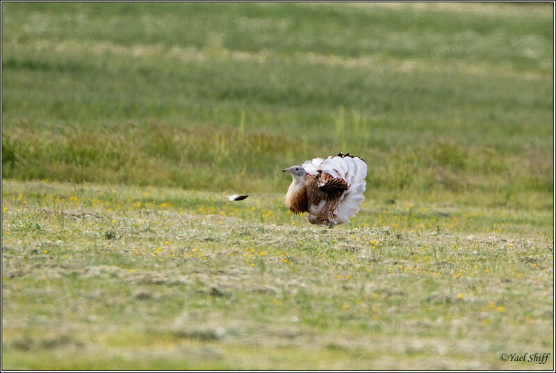 Great Bustard