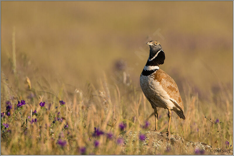 Little Bustard