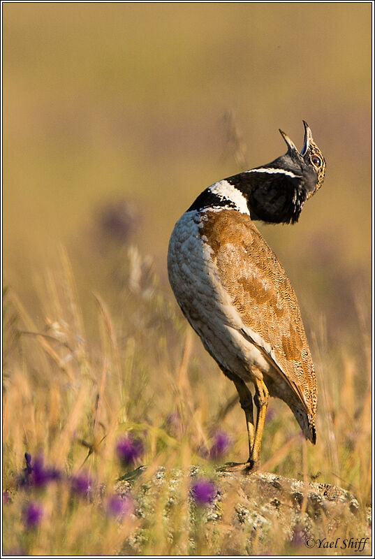 Little Bustard