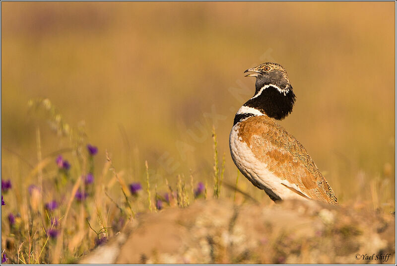 Little Bustard