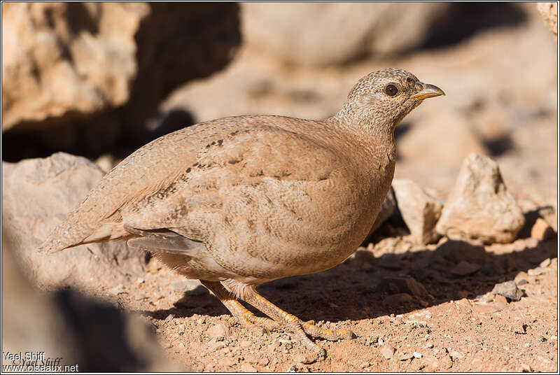 Perdrix de Hey femelle adulte, identification