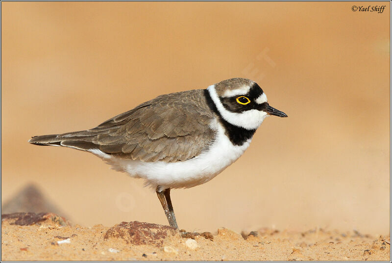 Little Ringed Plover