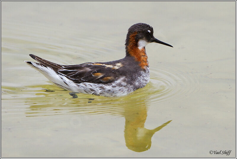 Phalarope à bec étroit