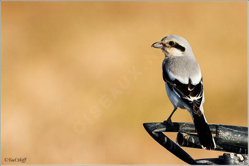 Great Grey Shrike, identification