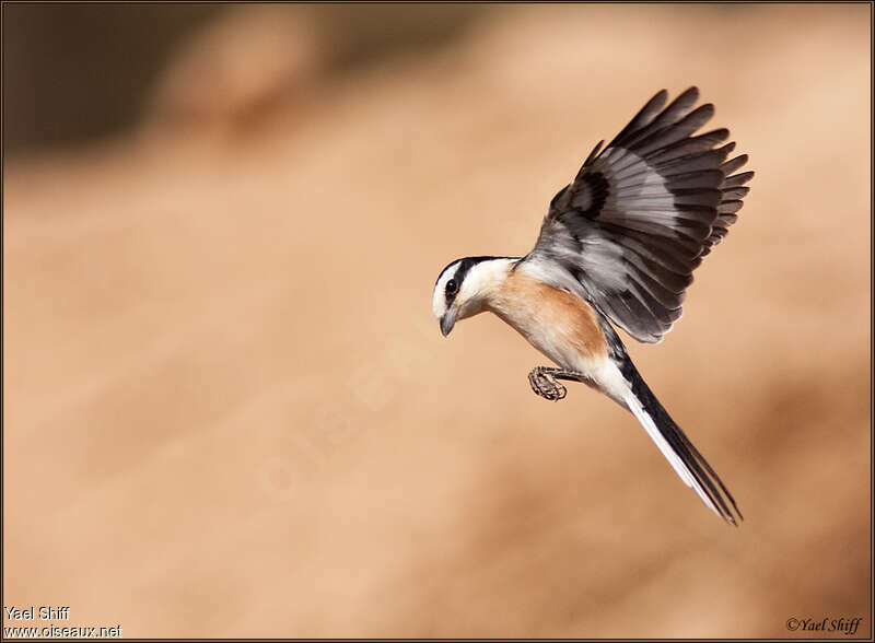 Masked Shrike male adult, aspect, pigmentation, Flight