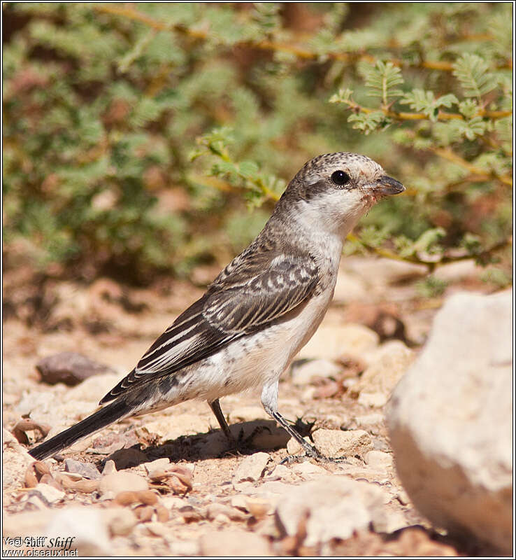 Pie-grièche masquéejuvénile, identification